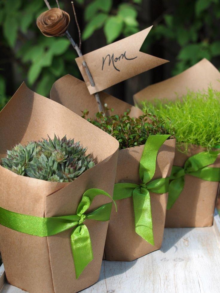 Kleine Pflanze als Geschenk