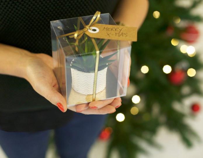 Kleine dekorierte Pflanze als Geschenk