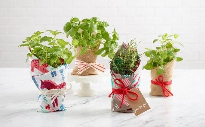 Pflanzengeschenk DIY