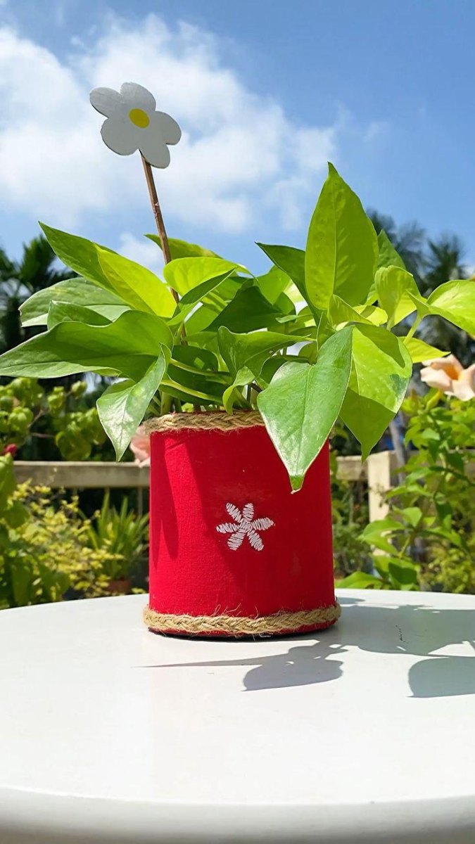 Karton Pflanzenübertopf DIY